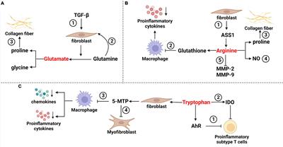 Gut microbiome and metabolites: The potential key roles in pulmonary fibrosis